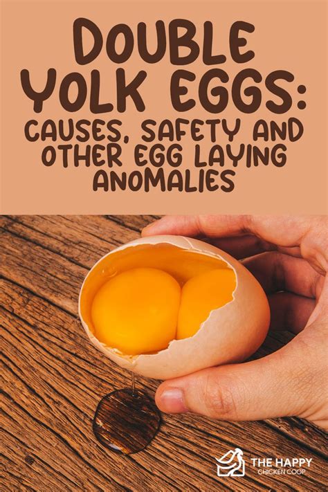 2 yolks in one egg|Double Yolk Eggs: Causes, Safety and Other Egg Laying Anomalies.